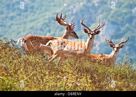 Persian Fallow Deer, Dama dama mesopotamica Stock Photo