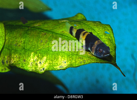 Bumblebee Goby Brachygobius doriae, Gobiidae, Borneo, Malaysia Stock Photo