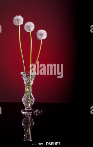 dandelion blowballs in crystal vase on red background Stock Photo