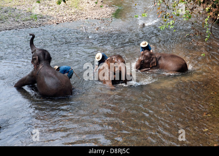 Elephants enjoy their baths at Chiang Dao Elephant Camp in Chiang Mai, Thailand. Stock Photo