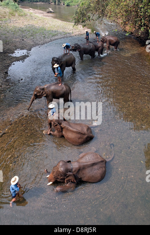 View from a footbridge of elephants at Chiang Dao Elephant Camp in Chiang Mai, Thailand. Stock Photo