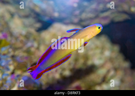 Decorated dart fish, Nemateleotris decora Stock Photo