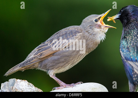 Close-up of a young starling (sturnus vulgaris) being fed by its parent, soft-focus green vegetation background Stock Photo