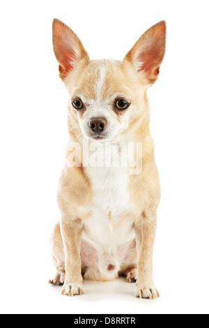 Beige chihuahua dog isolated on white background. Closeup. Stock Photo