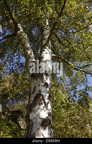 Betula pendula, Silver birch in autumn Stock Photo