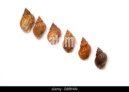 Common whelks or sea snails isolated on a white studio background. Stock Photo