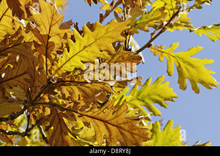 Quercus frainetto, Italian Oak, Hungarian Oak Stock Photo