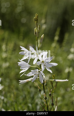 Anthericum liliago, St Bernard's Lily Stock Photo