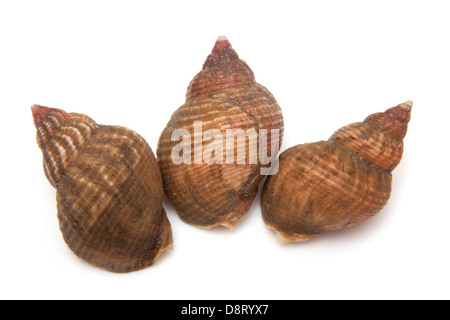 Common whelks or sea snails isolated on a white studio background. Stock Photo