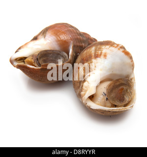 Common whelks or sea snails isolated on a white studio background. Stock Photo