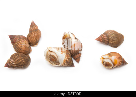 Common whelks or sea snails isolated on a white studio background. Stock Photo