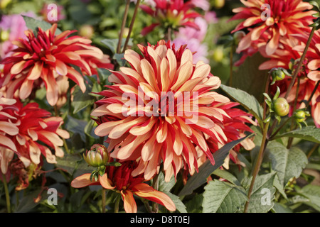 Dahlia 'Gallery Art Deco', Decorative Dahlia Stock Photo