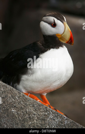 Horned Puffin - Alaska Sealife Center