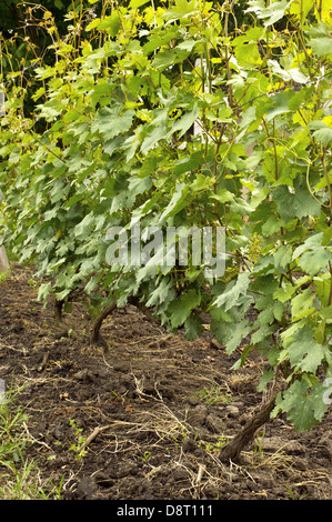 Several bunches of unripe young grapes on the vine. Stock Photo