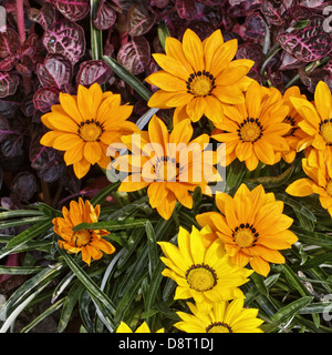 Gazania splendens Kiss Mix, Treasure flower Stock Photo