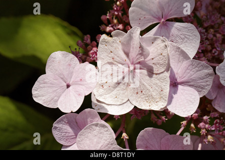 Hydrangea macrophylla, Bigleaf Hydrangea Stock Photo
