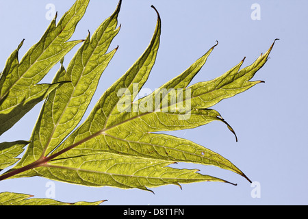 Paeonia lutea, Tree peony, Yellow tree peony Stock Photo
