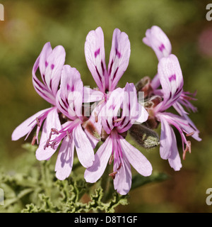 Pelargonium quercifolium, Oakleaf geranium Stock Photo