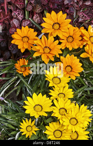 Gazania splendens Kiss Mix, Treasure flower Stock Photo