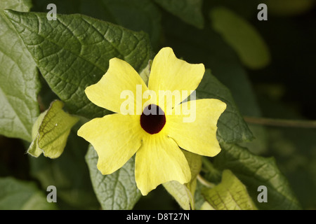 Thunbergia alata, Black-eyed Susan Vine Stock Photo