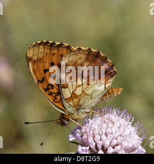 Brenthis daphne, Marbled Fritillary Stock Photo