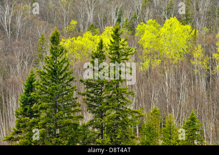 A hillside with spruce aspen and birch in early spring Greater Sudbury  Ontario Canada Stock Photo