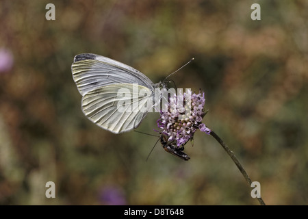Pieris brassicae, White Cabbage Butterfly Stock Photo