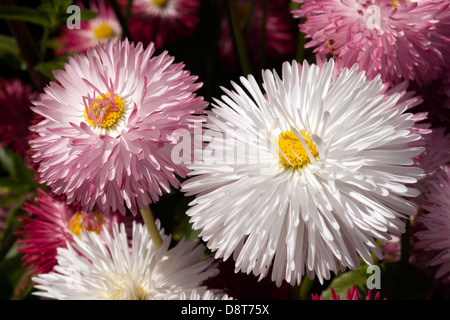 Macro image of  two Bellis flowers growing in the ornamental garden at the rear of stable block in Beckenham Place Park. Stock Photo