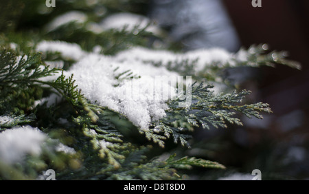 Light dusting of snow laying on the branch of a conifer tree. Stock Photo