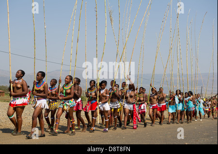 Zulu maidens deliver reed sticks to the King, Zulu Reed Dance at eNyokeni Palace, Nongoma, South Africa Stock Photo