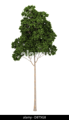 Sugar Gum tree isolated on white background Stock Photo