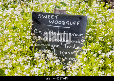 Sweet Woodruff sign amongst foliage Stock Photo