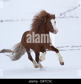 Icelandic Horse running in the snow, Iceland Stock Photo