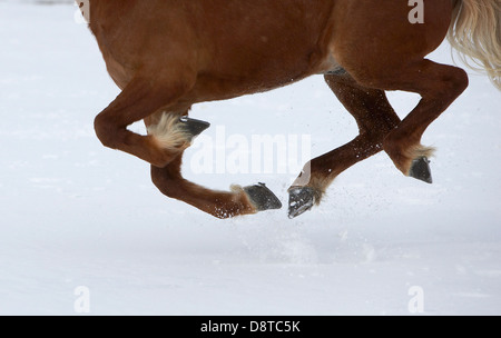Icelandic Horse running in the snow, Iceland Stock Photo