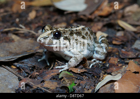 Paddy frog or grass frog Fejervarya limnocharis (or Rana limnocharis). Wild specimen in Hong Kong Stock Photo