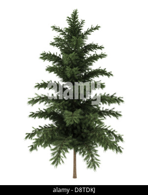 scots pine tree isolated on white background Stock Photo
