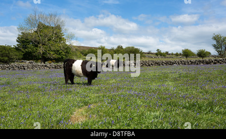 Belted galloway cow in a bluebell field in spring, Dartmoor national park Devon Uk Stock Photo