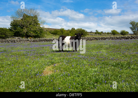 Belted galloway cow in a bluebell field in spring, Dartmoor national park Devon Uk Stock Photo