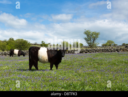 Belted galloway cow in a bluebell field in spring, Dartmoor national park Devon Uk Stock Photo