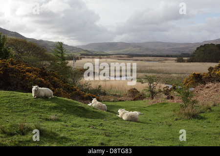 Dervaig, Isle of Mull, Scotland, May 2013 Stock Photo