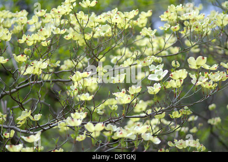 Dogwood spring blossom Cornus florida Stock Photo