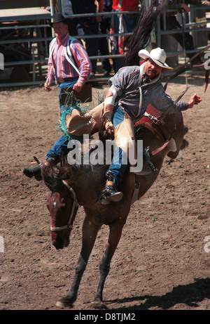 Saddle bronc riding feral horse, bronc ride, bronco, feral horse live in wild,bucking bronc riding, saddle bronc riding,mustang, Stock Photo