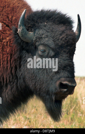 American bull buffalo species of bison roam grassland of North America massive herd, Pine Ridge Indian Reservation buffalo herd, Stock Photo