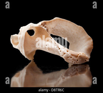 shell on black mirror Stock Photo