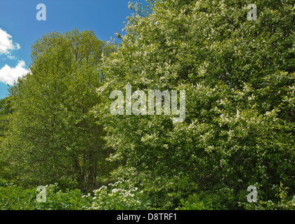 BIRD CHERRY TREE [Prunus padus]  IN FLOWER IN SPRING ON THE BANKS OF THE RIVER SPEY Stock Photo