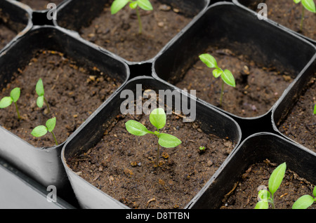 aubergine seedlings Stock Photo