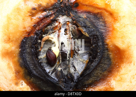 Closeup half a rotten apple . Food waste, spoiled food Stock Photo