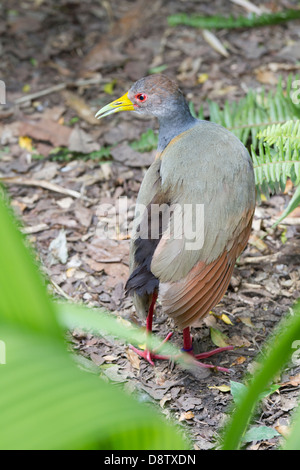 Grey-necked Wood Rail, Aramides cajaneus, Cali Zoo, Cali, Colombia Stock Photo