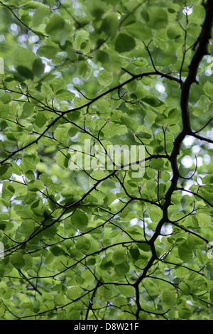 Underside view of leafy green branches on tree. Stock Photo