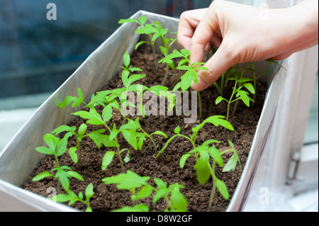 seedlings in female hands Stock Photo